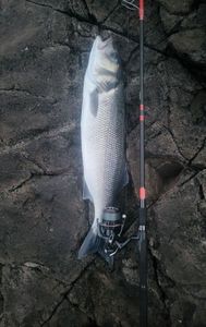 European Bass (Seabass)