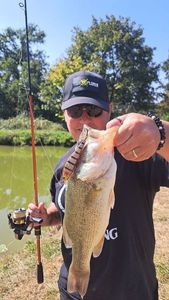 Largemouth Bass