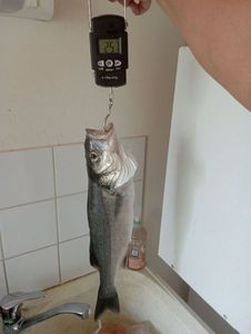 European Bass (Seabass)