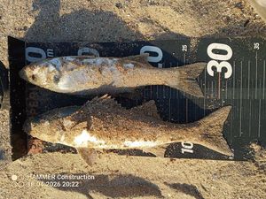 European Bass (Seabass)