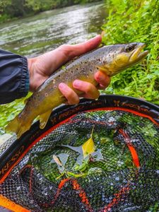 Brown Trout