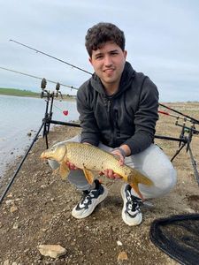 Common Carp