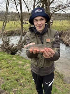 Brook Trout