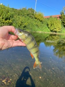 European Perch