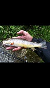 Brown Trout