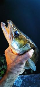 Zander