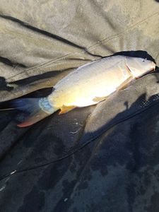 Mirror Carp