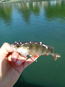 European Perch