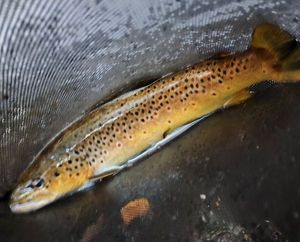Brown Trout