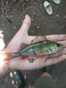 European Perch