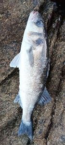 European Bass (Seabass)