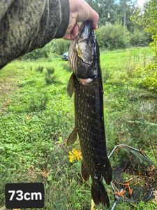 Northern Pike