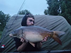 Mirror Carp