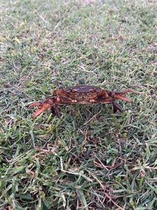 Jonah Crab
