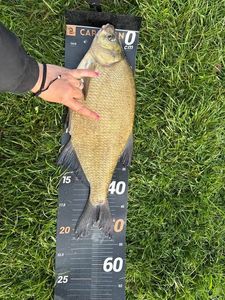 Common Bream
