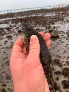 Ballan Wrasse