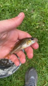 Bullhead