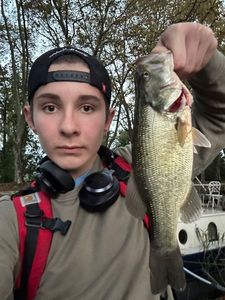Largemouth Bass