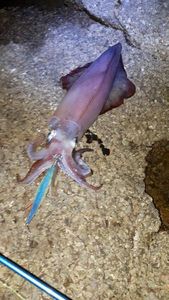 European Squid