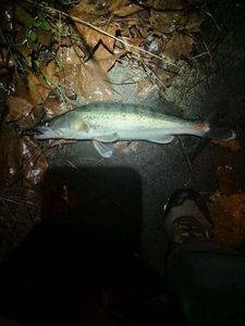 Zander