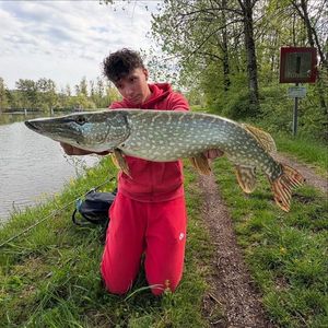 Northern Pike