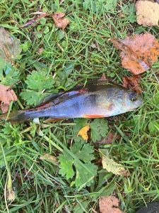 European Perch