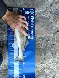 Zander