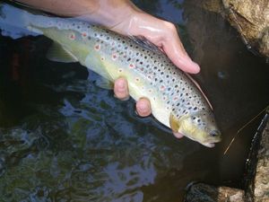 Brown Trout