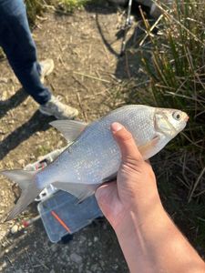 Common Bream