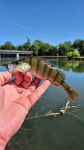 European Perch