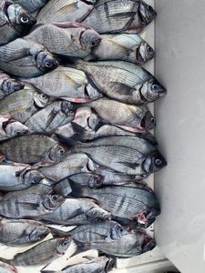 Black Seabream