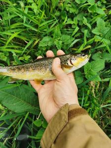 Brown Trout