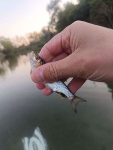 Chub