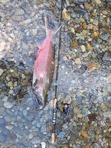 Coho Salmon