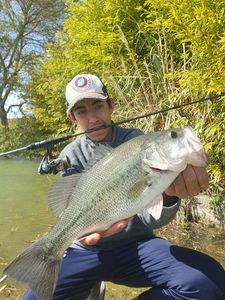 Largemouth Bass