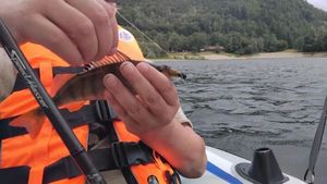 European Perch
