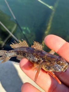 Giant Goby