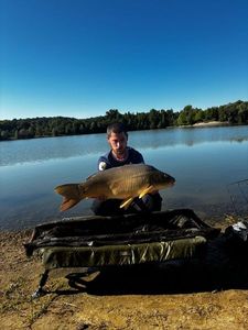 Mirror Carp