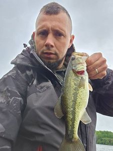 Largemouth Bass