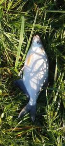 Common Bream