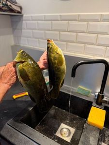 Ballan Wrasse