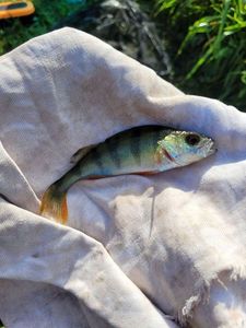 European Perch