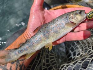 Brown Trout
