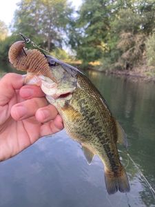 Largemouth Bass