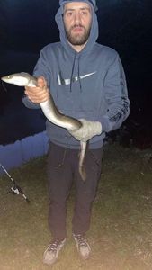 European Eel (Common Eel)