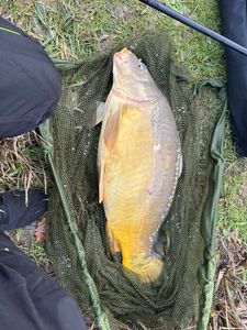 Mirror Carp