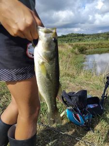 Largemouth Bass