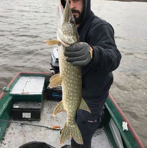 Northern Pike