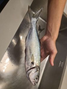 Pesce serra
