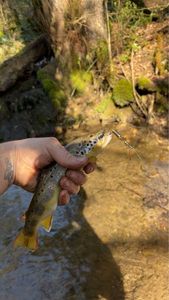 Rainbow Trout